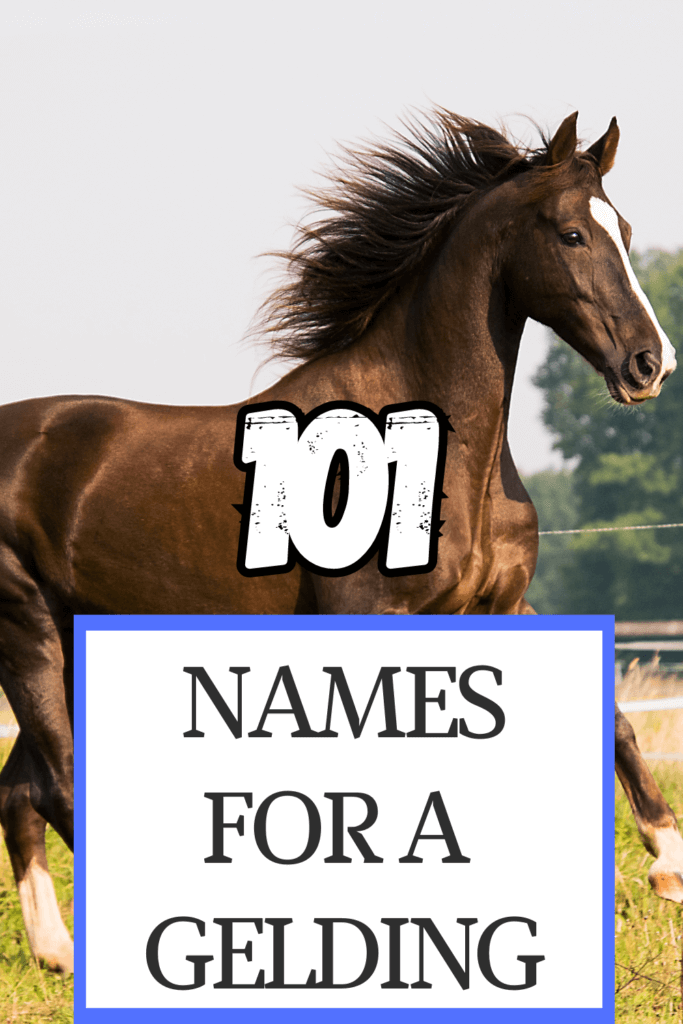 101 male horse names