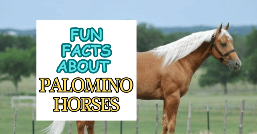 palomino horse that reads cool facts about palomino horses