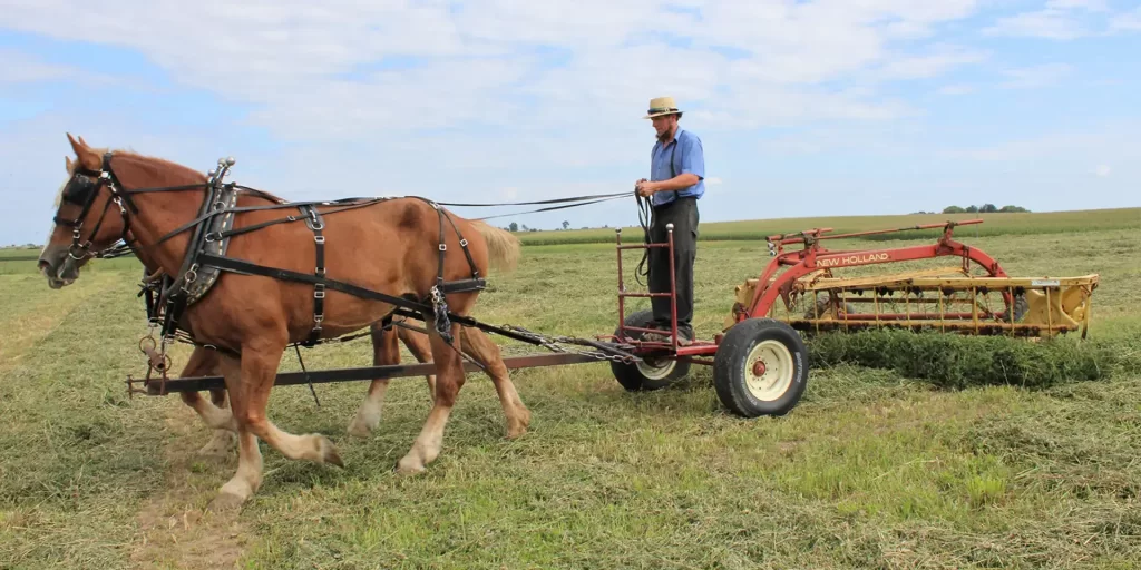 Amish driving a team of horses. what is the largest breed of horses