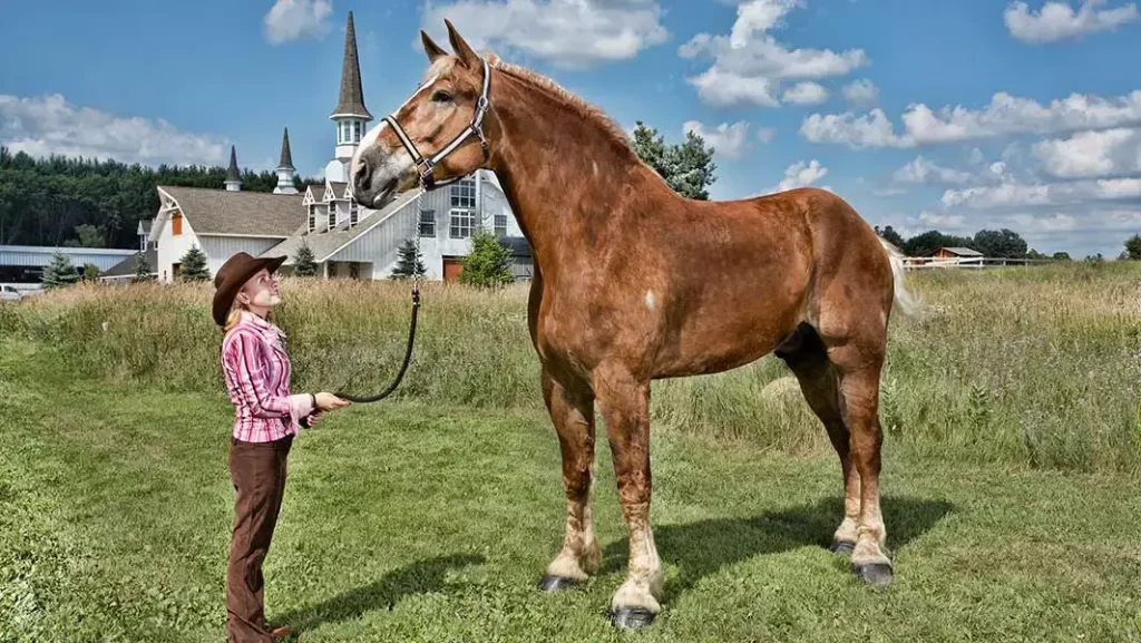 Big Jake find out what is the largest breed of horses