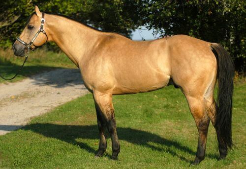 Buckskin horse