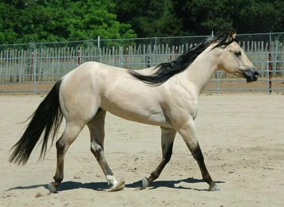 buttermilk Buckskin horse