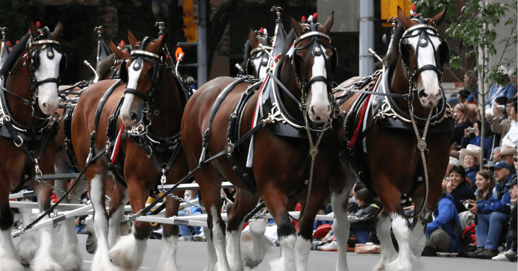 Clydesdales are one of the largest breeds