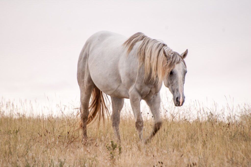 horse, mane, pasture-1109404.jpg