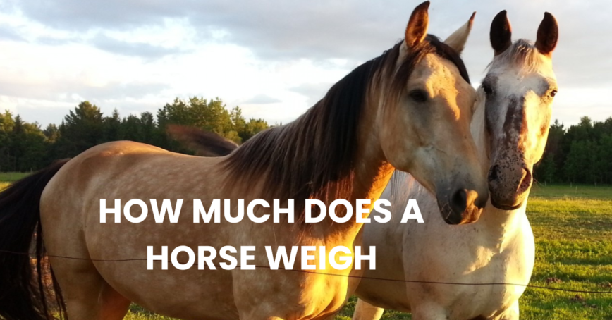 how much does a horse weigh