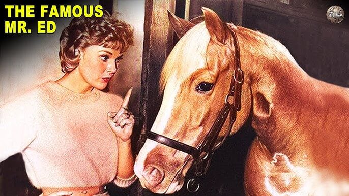 Mister Ed a famous palomino horse