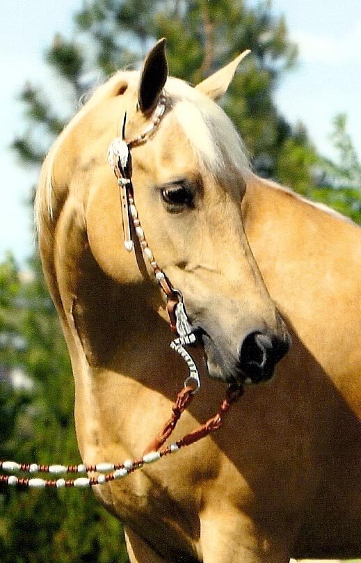 Morgan palomino horse