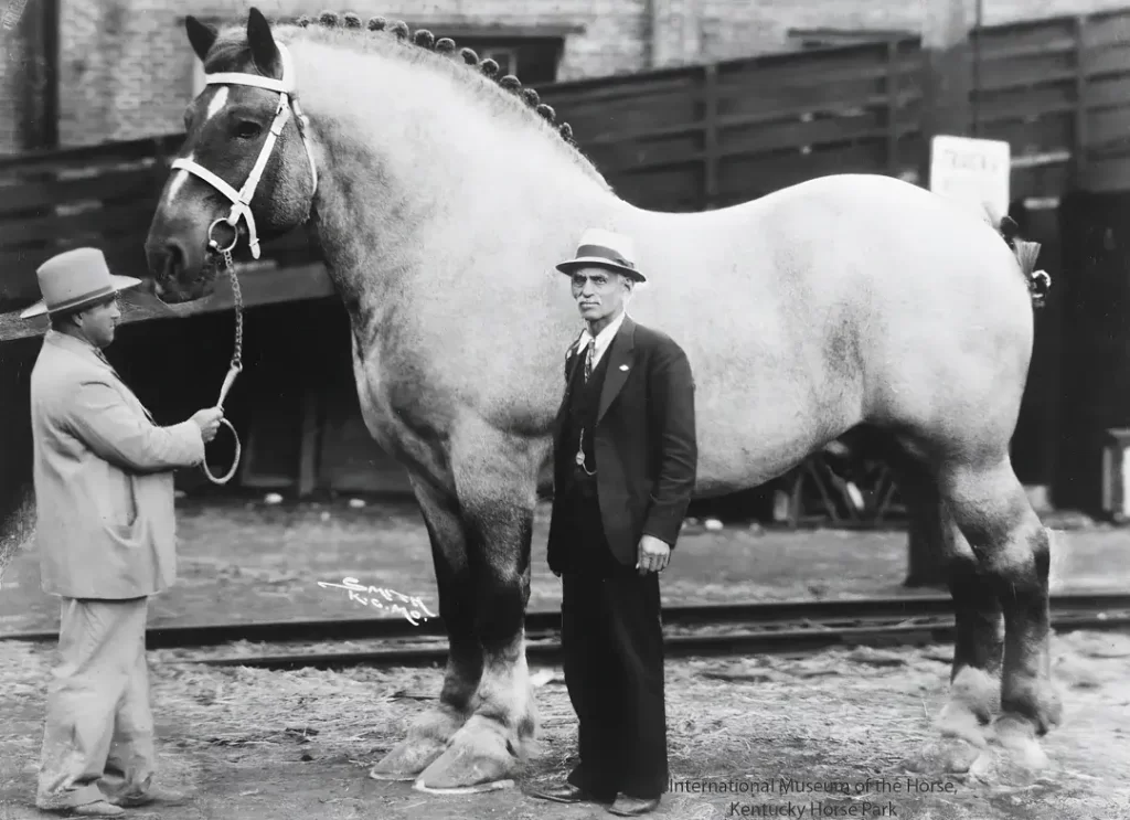 Picture of Brooklyn Supreme find out what is the largest breed of horses