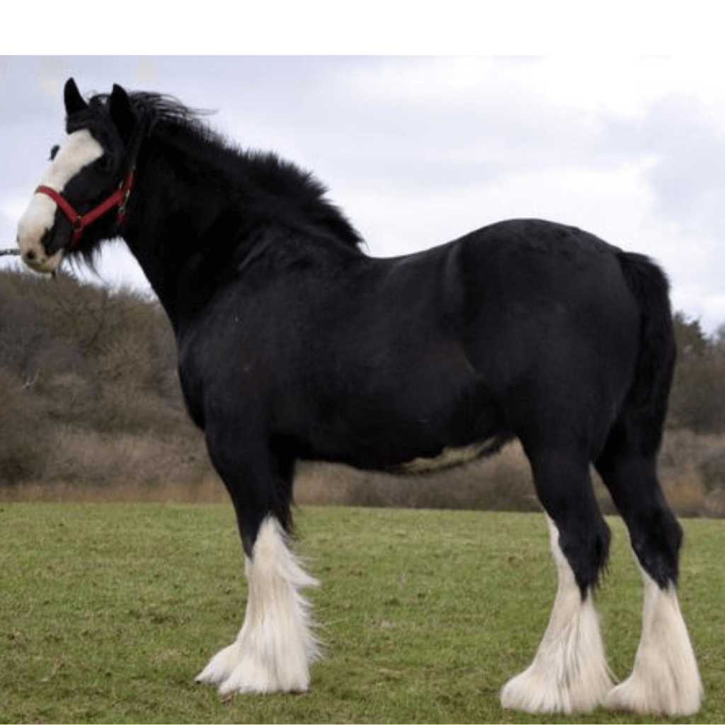 what is the largest breed of horses