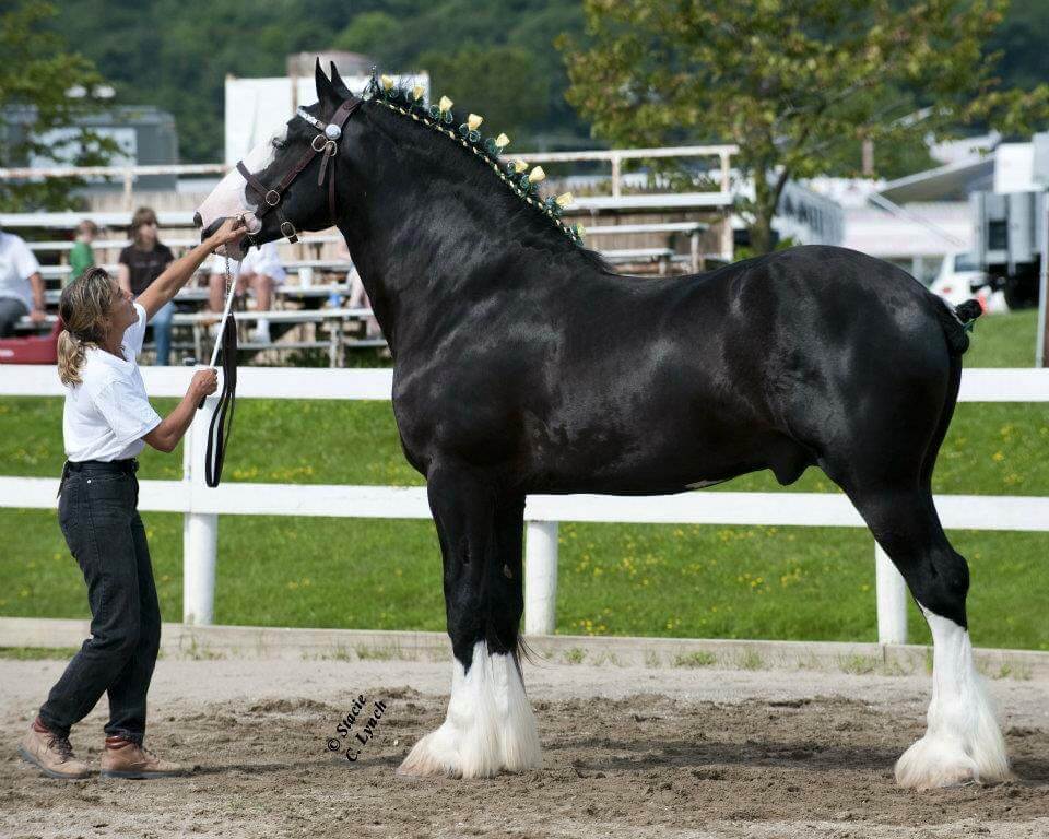 Shire horse at a show