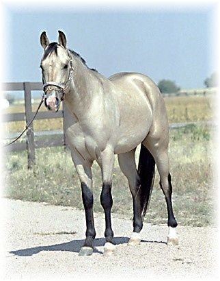 silver Buckskin horse