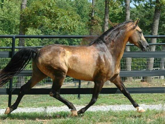 sooty Buckskin horse