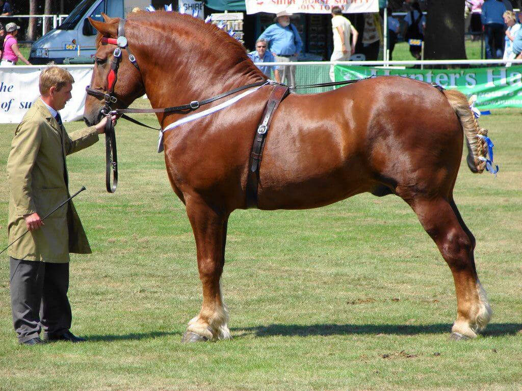 Suffolk punch horse at a competition