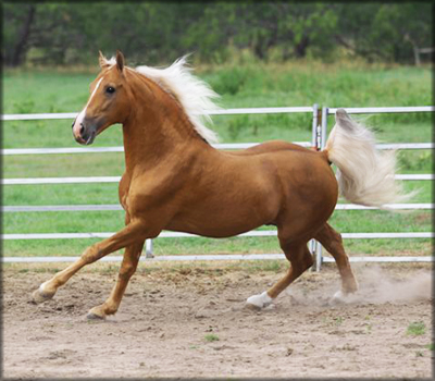 palomino horse running