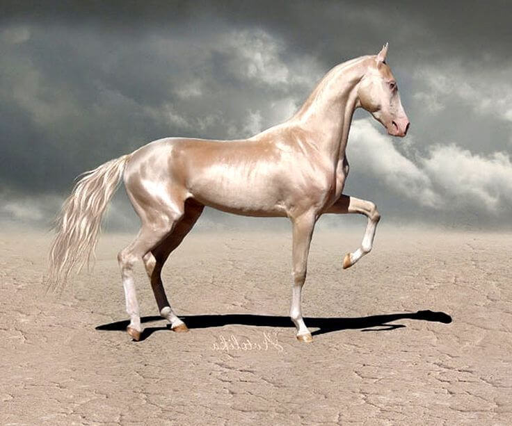  beautiful horse breeds