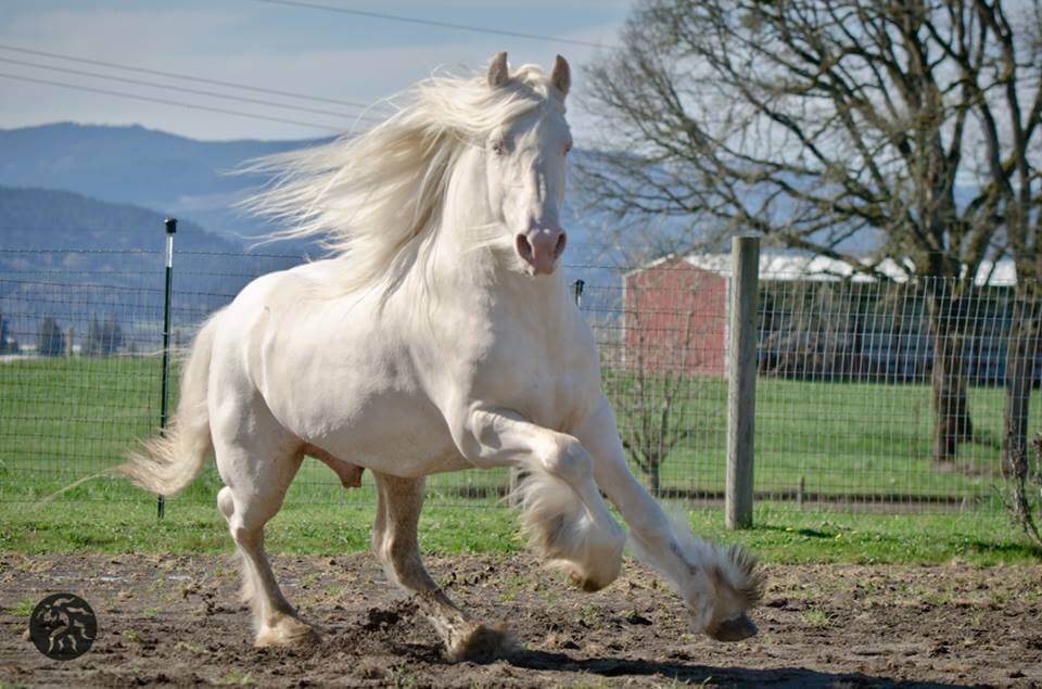 cremello horse