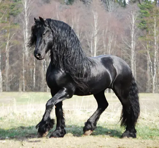  Friesian beautiful horse breeds