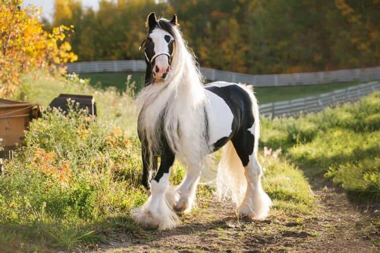  Gypsy Vnner beautiful horse breeds