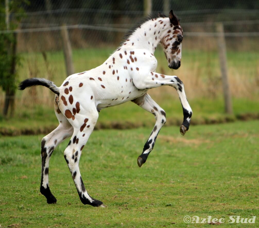 Spanish jennet horse