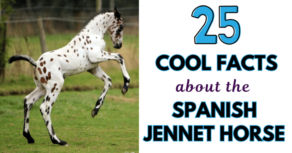 Spanish jennet horse