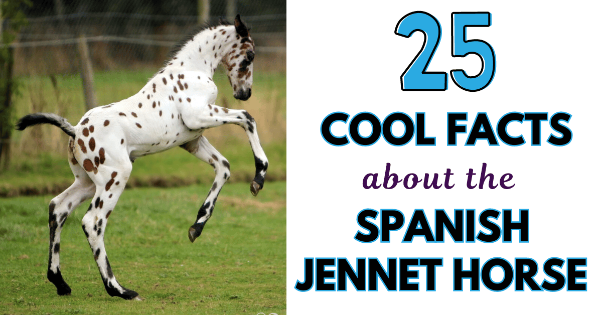 25 Facts about the Beautiful Spanish Jennet Horse