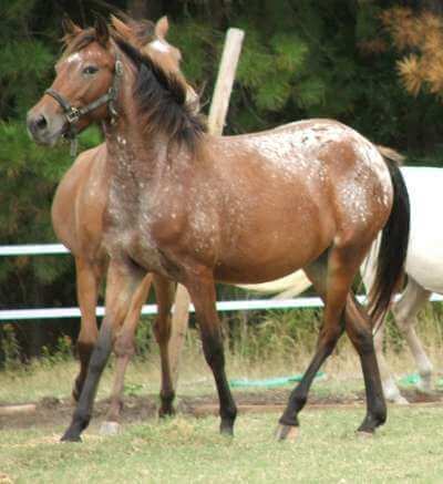 Spanish Jennet horse