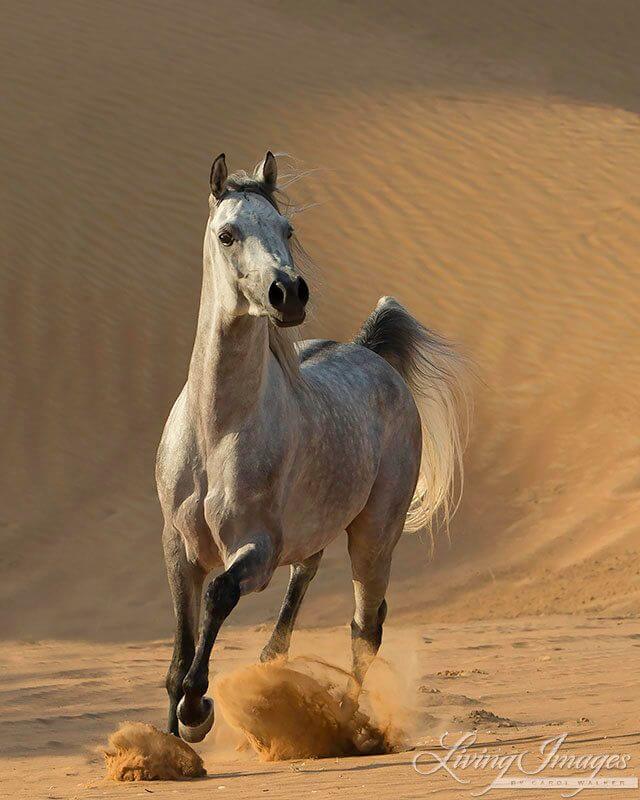 Arabian Horse: beautiful horse breeds
