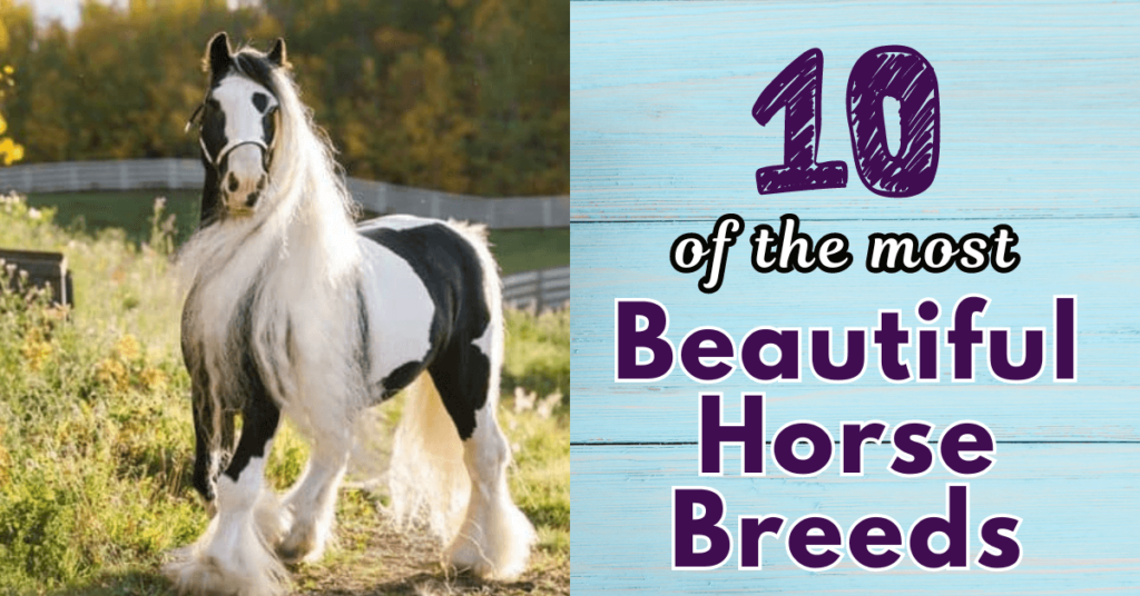 beautiful horse breeds