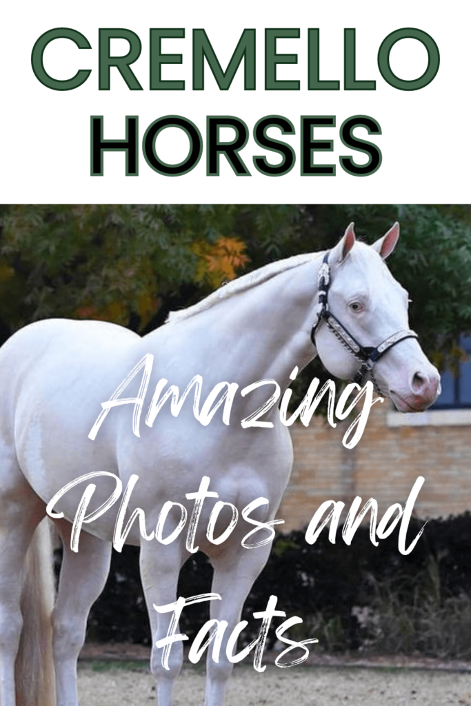 cremello horse picture
