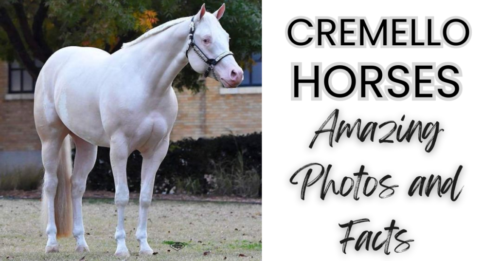 cremello horse picture of stallion