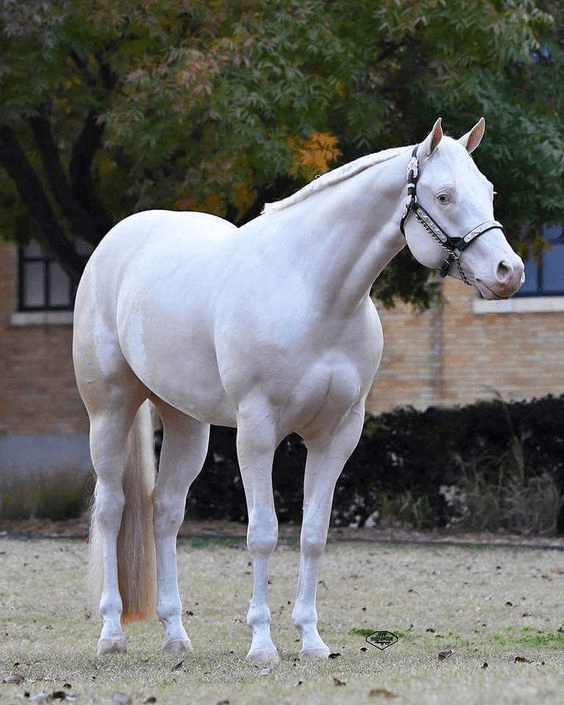 cremello horse