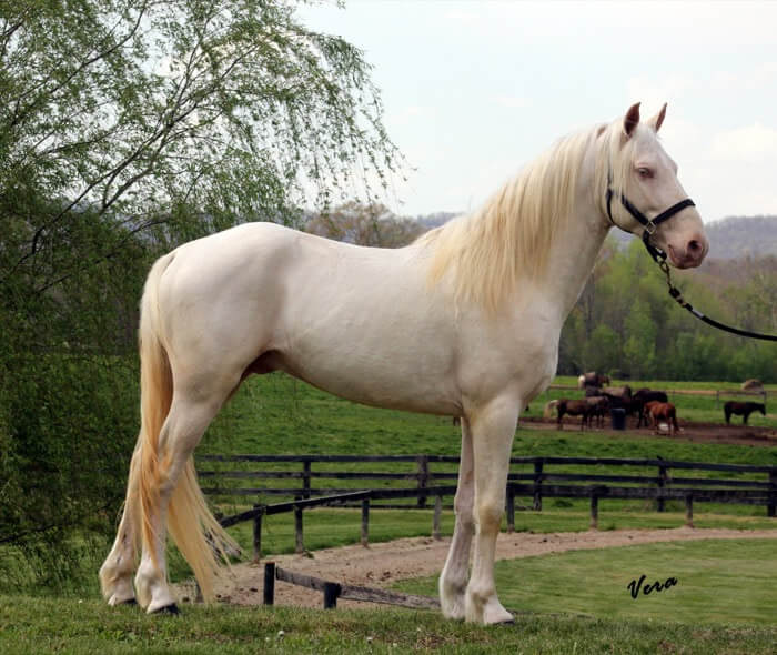 cremello horse