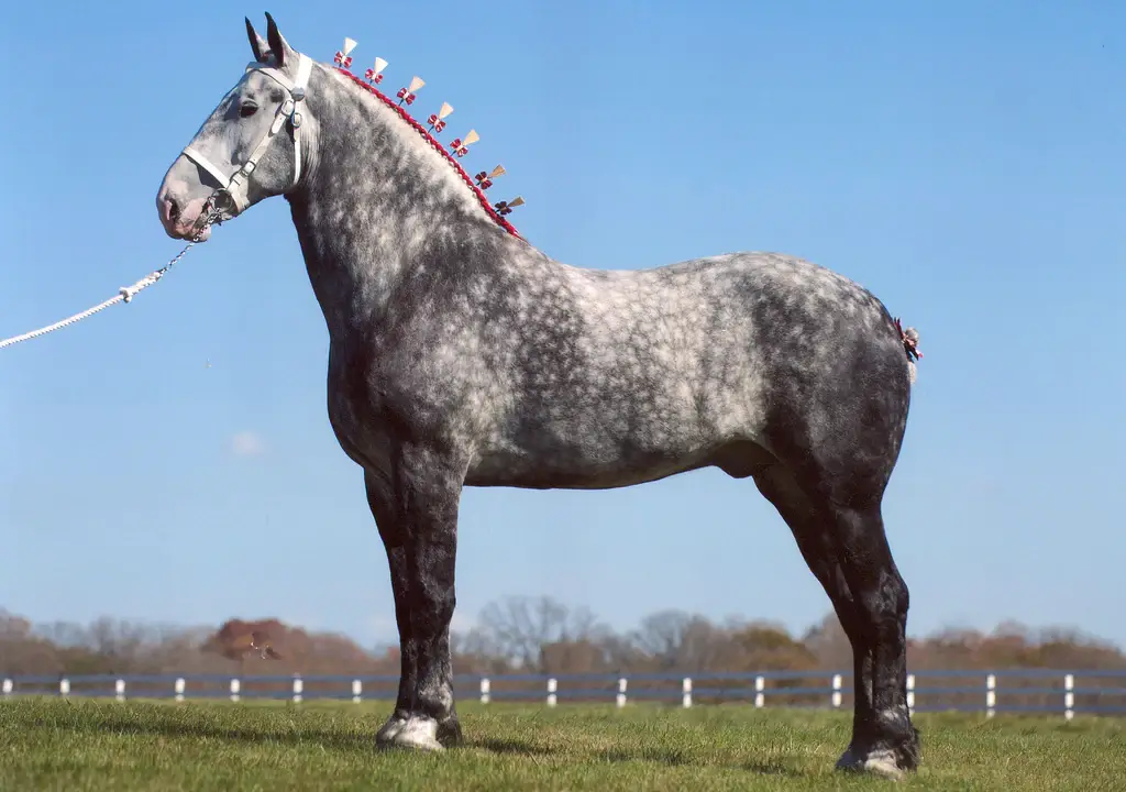 Percheron beautiful horse breeds