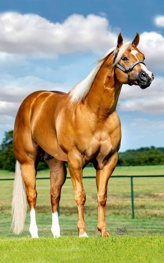 Quarter horse  beautiful horse breeds