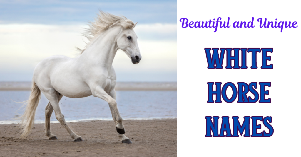 white horse names picture of a white horse running on the beach