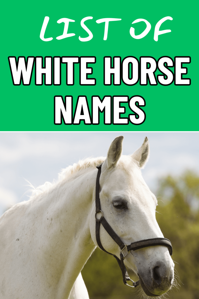 white horse names