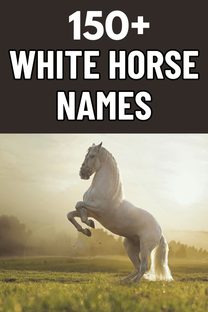 white horse names picture of white horse