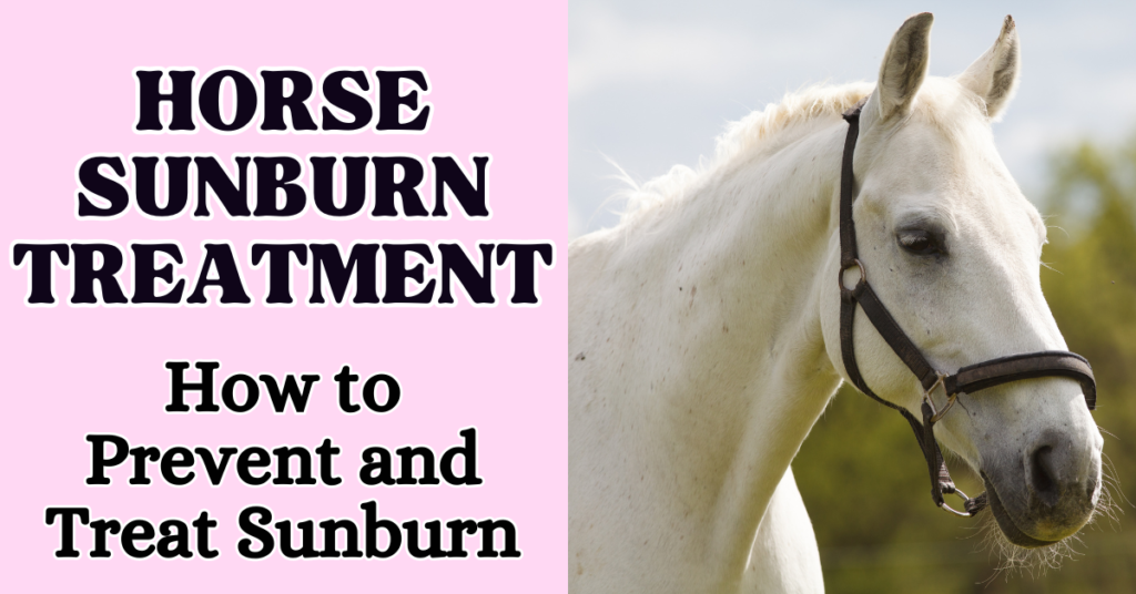 horse sunburn treatment
