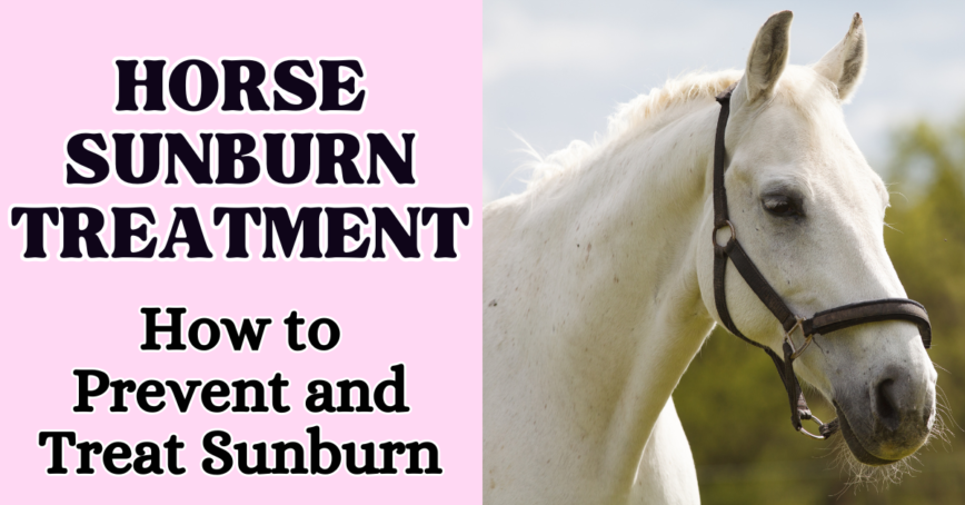 horse sunburn treatment