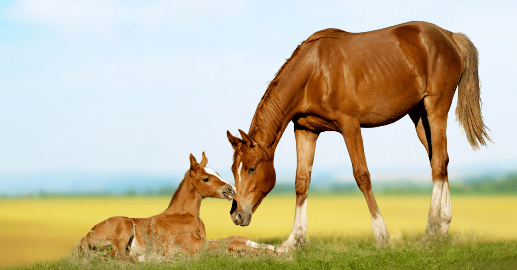 what are baby horses called