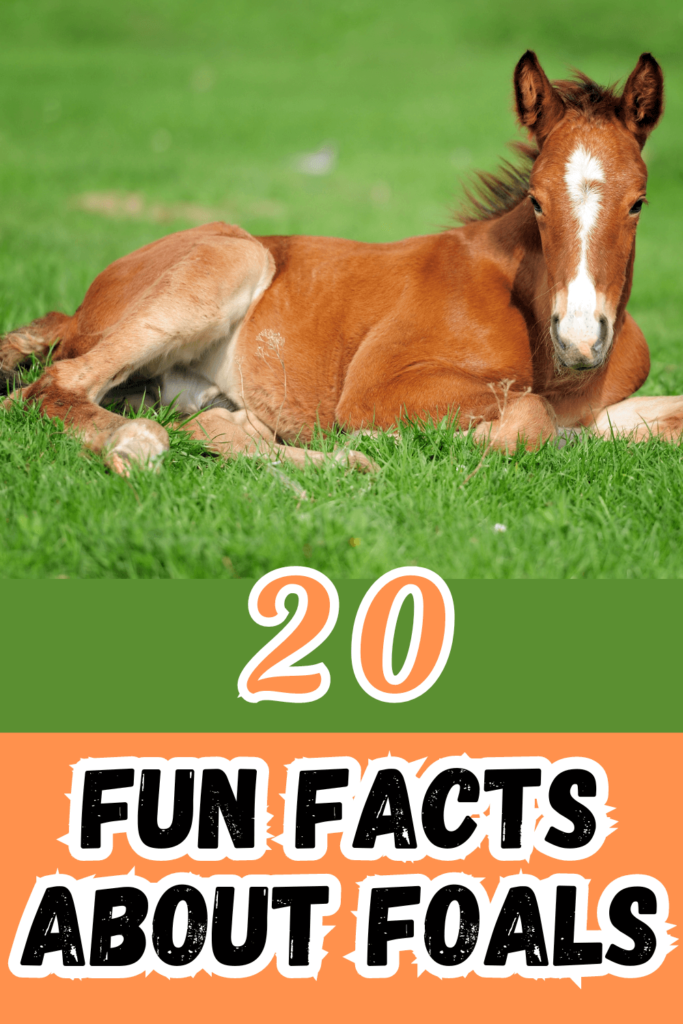 what are baby horses called picture of a foal