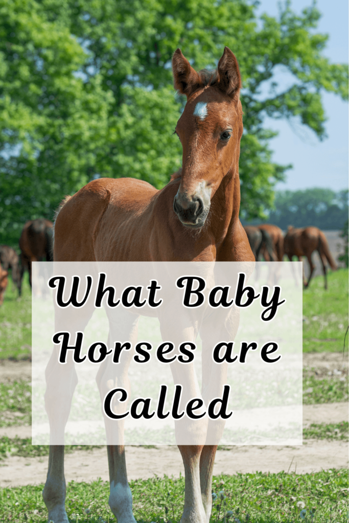 what are baby horses called