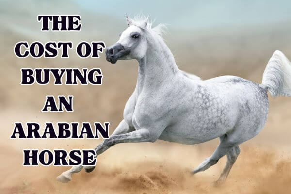 how much Arab horses cost