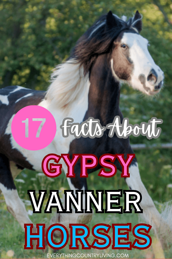 GYPSY VANNER HORSEs