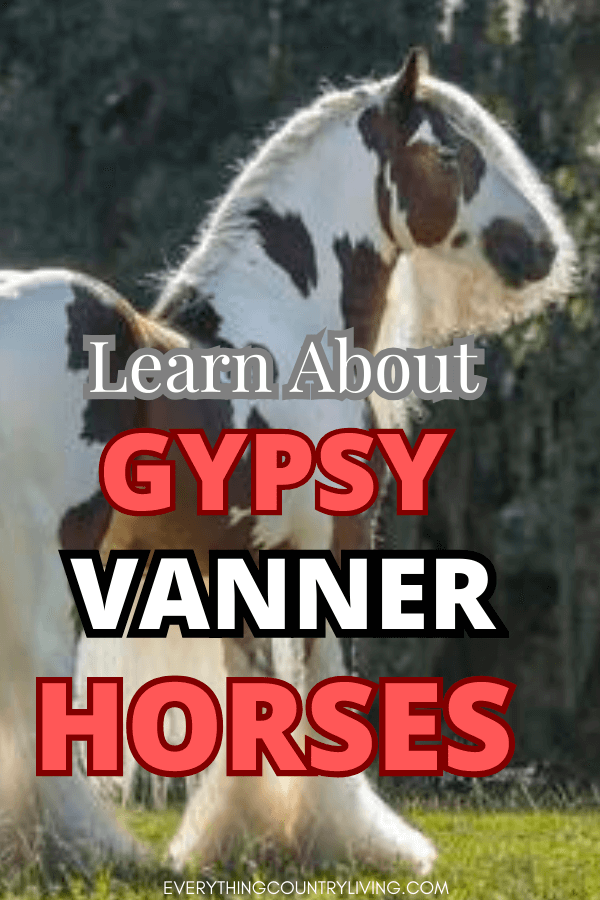 Picture of GYPSY VANNER HORSE