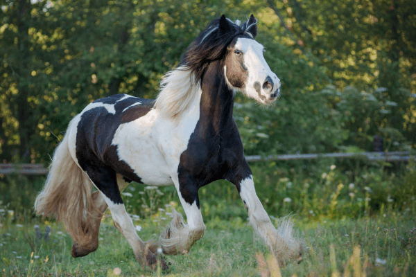 Picture of Gypsy cob horse