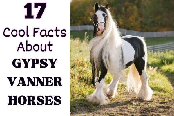 picture of Gypsy cob horse. 