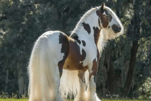 GYPSY VANNER HORSES