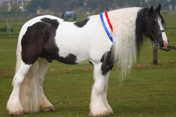 Romani Cob Horse