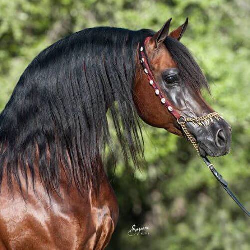 Marwan Al Shaqab Arabian stallion